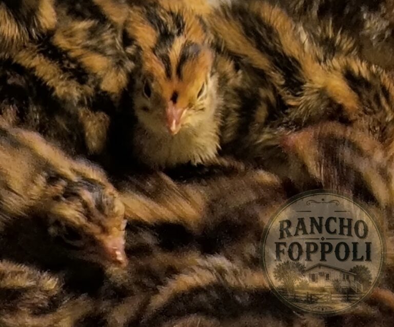 rancho foppoli 1st native hatch square